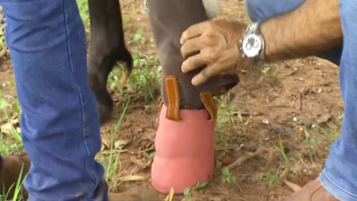 Cavalo que teve pata amputada após acidente ganha prótese em Jataí