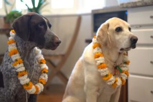 Cachorros são homenageados em festival no Nepal
