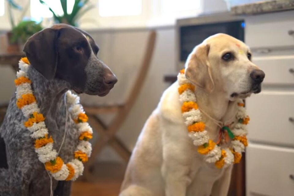 Cachorros são homenageados em festival no Nepal