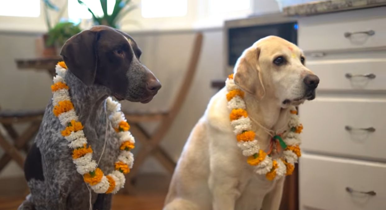 Cachorros são homenageados em festival no Nepal