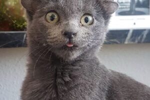 Página do bichano no Instagram tem fãs do mundo todo: veja fotos. Gato de quatro orelhas conquista as redes sociais: conheça Midas