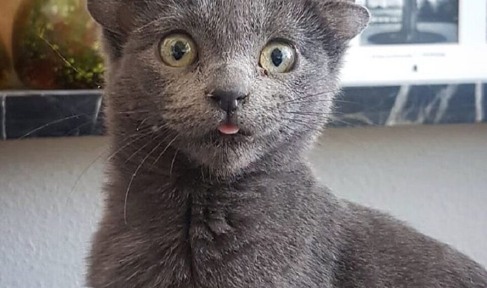 Página do bichano no Instagram tem fãs do mundo todo: veja fotos. Gato de quatro orelhas conquista as redes sociais: conheça Midas