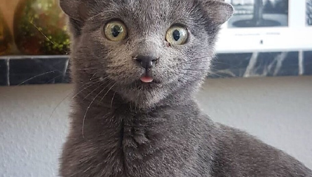 Página do bichano no Instagram tem fãs do mundo todo: veja fotos. Gato de quatro orelhas conquista as redes sociais: conheça Midas