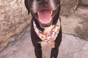 Projeto SALVA realiza bazar em Anápolis