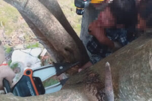 Bombeiros resgatam criança de 3 anos presa em árvore em Luziânia