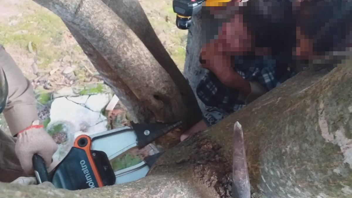 Bombeiros resgatam criança de 3 anos presa em árvore em Luziânia