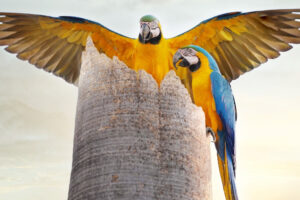 Iporaense está entre os 100 melhores fotógrafos de natureza do Brasil: entenda