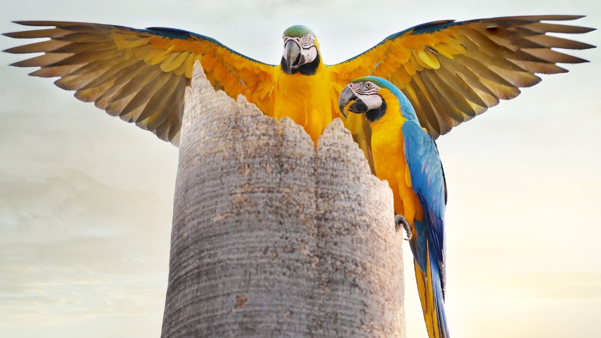 Iporaense está entre os 100 melhores fotógrafos de natureza do Brasil: entenda