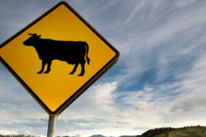 Motociclista morre após se chocar com vaca em rodovia na Vila Propício