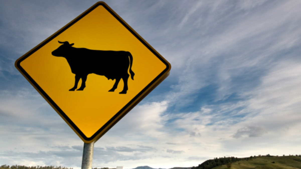 Motociclista morre após se chocar com vaca em rodovia na Vila Propício