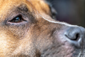 Homem é preso suspeito de espancar cachorro até a morte em Jataí