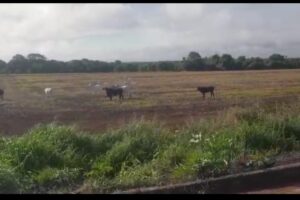 Gado às margens da BR-060