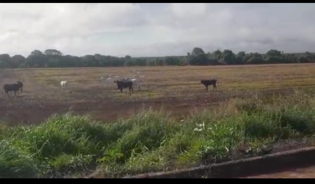 Gado às margens da BR-060