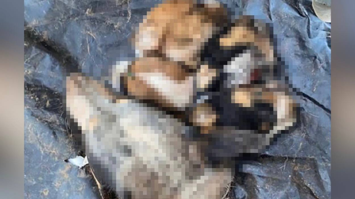 Advogado é suspeito de decapitar cinco cães do falecido pai para ameaçar madrasta por herança