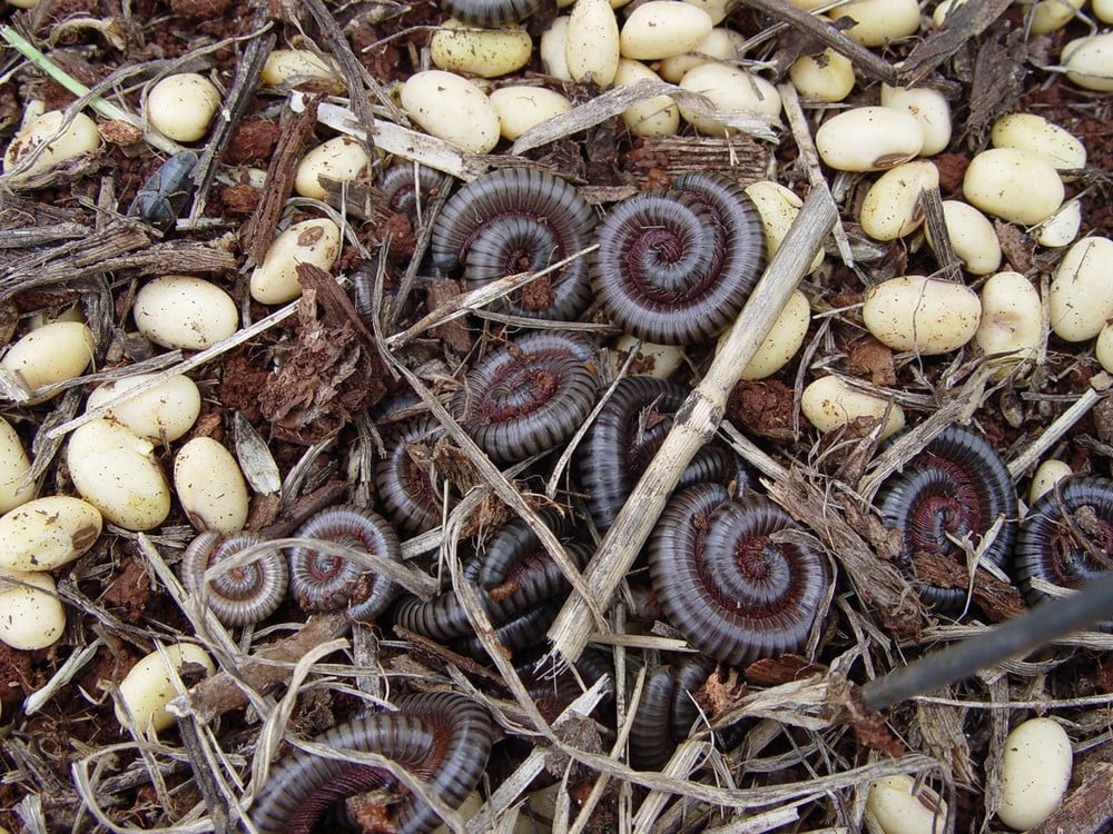 Piolho-de-cobra vive em ambientes úmidos