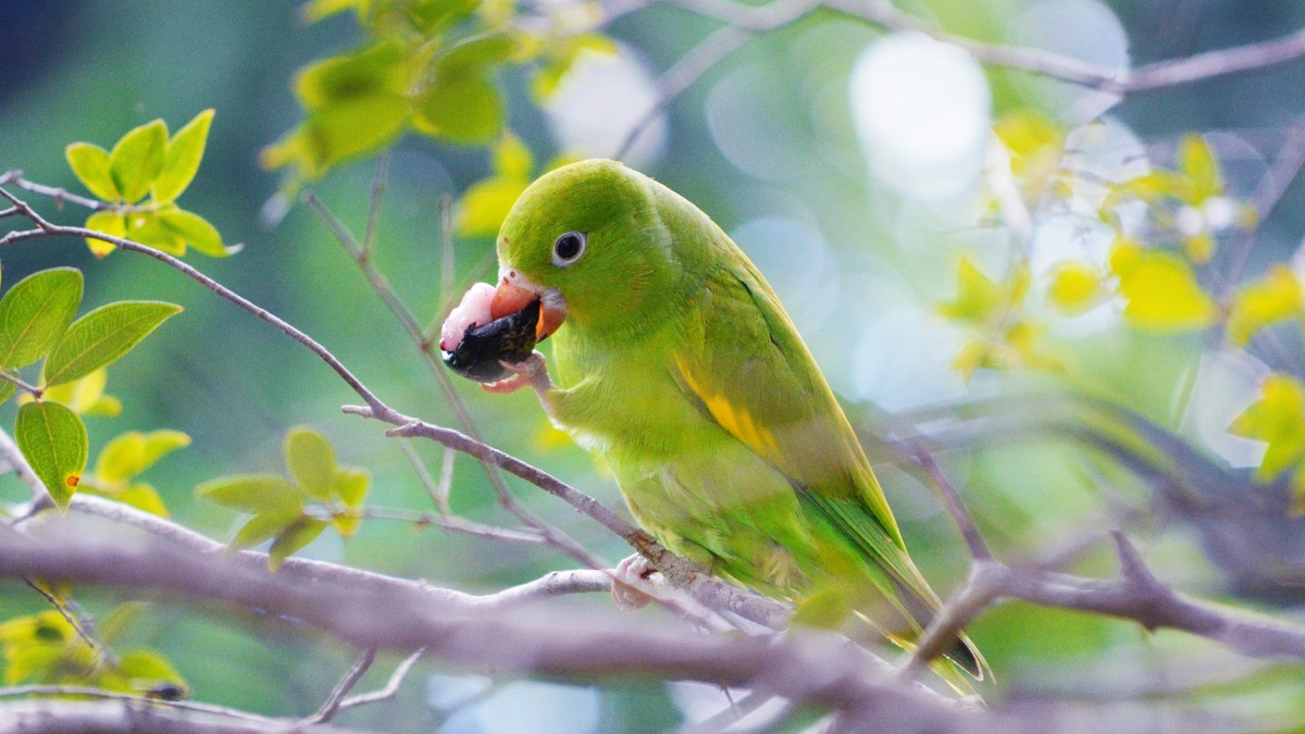Iporaense está entre os 100 melhores fotógrafos de natureza do Brasil: entenda