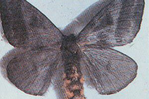 Mariposa gerou surto de coceira em Pernambuco, dizem dermatologistas