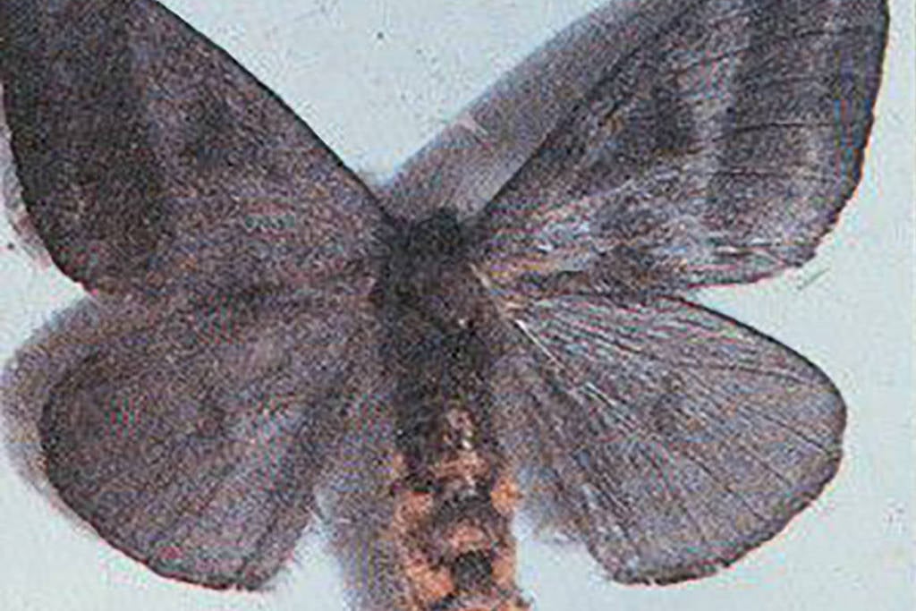 Mariposa gerou surto de coceira em Pernambuco, dizem dermatologistas - (Foto: Divulgação)