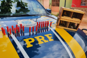 Homem é preso por transportar aves silvestres ilegalmente em Águas Lindas