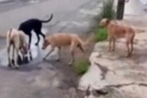 Animais bebiam água em uma poça da via. (Foto: Captura)