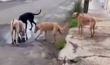 Animais bebiam água em uma poça da via. (Foto: Captura)