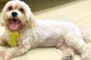 Veterinária descobre caroço de pequi em cachorro após animal passar mal