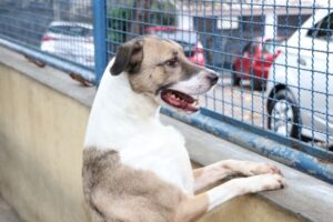 Veterinária goiana explica efeitos de fogos de artifício sobre pets e como protegê-los