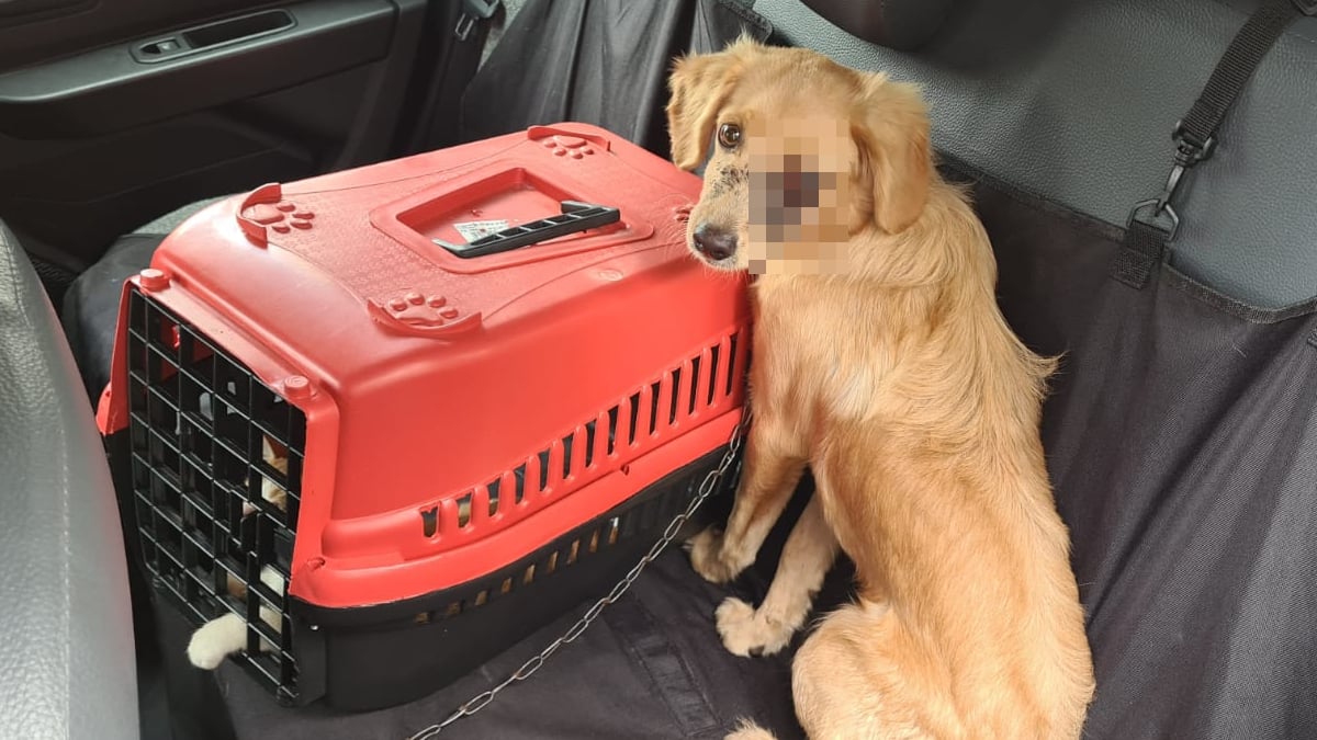 Suspeito de agredir cão com cabo de rodo por ele 'fazer bagunça' é preso em Goiânia