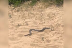 Banhista é picado por cobra ao tentar agarrá-la em praia do ES
