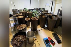 PM apreende mais de 50 pés de maconha em Aparecida de Goiânia