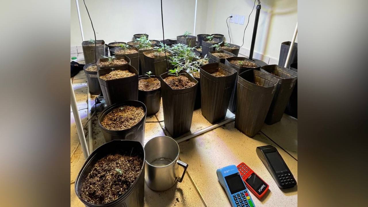 PM apreende mais de 50 pés de maconha em Aparecida de Goiânia