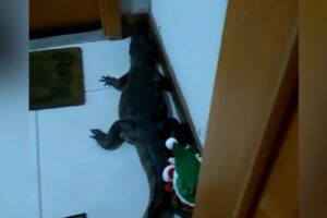 Jacaré aparece na porta de apartamento no Rio de Janeiro - Vídeo