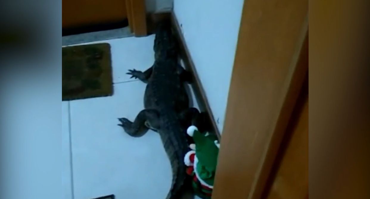 Jacaré aparece na porta de apartamento no Rio de Janeiro - Vídeo