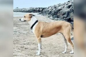 Cachorra desaparece durante conexão no Aeroporto de Guarulhos