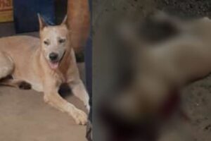 'Boiadeiro' era um cachorro da raça red heeler de três anos de idade. STJ mantém preso advogado que matou cachorro a tiros em Iporá