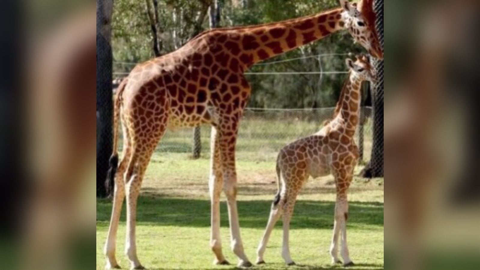 Girafa mais velha do mundo morre após dar à luz 14 filhotes na Austrália