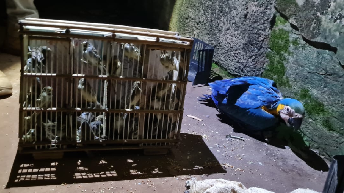 Arara e 40 canários abandonados são resgatados em posto de combustíveis de Jataí