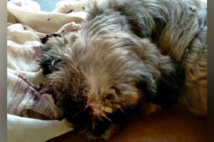 Cão tem olho comido por larvas e é abandonado em pet shop em Valparaíso