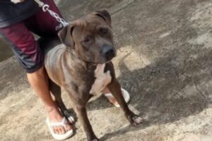 Adolescente de 17 anos é o responsável pelo pit bull (Foto: Reprodução)