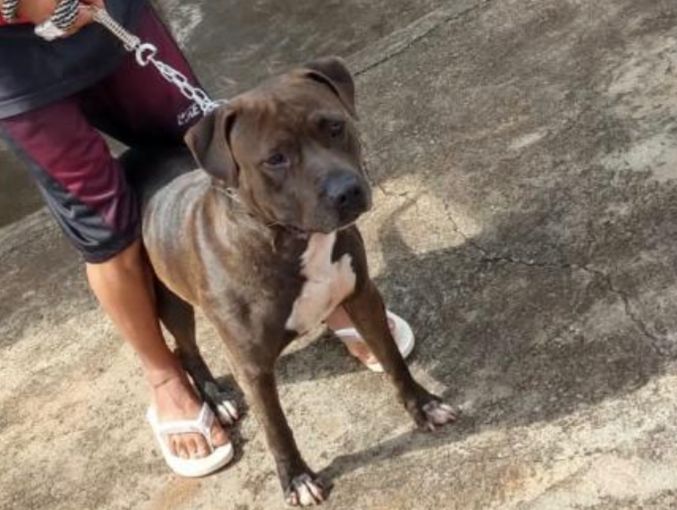 Adolescente de 17 anos é o responsável pelo pit bull (Foto: Reprodução)