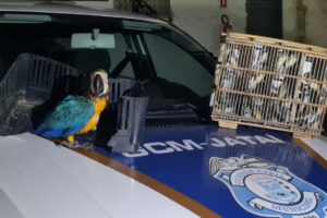 Arara e 40 canários abandonados são resgatados em posto de combustíveis de Jataí