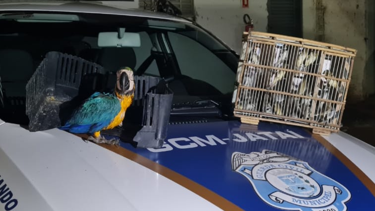 Arara e 40 canários abandonados são resgatados em posto de combustíveis de Jataí