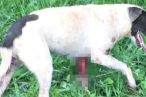 Homens arrastam cadela de moto pela GO-162 e acabam presos por maus-tratos em Turvânia