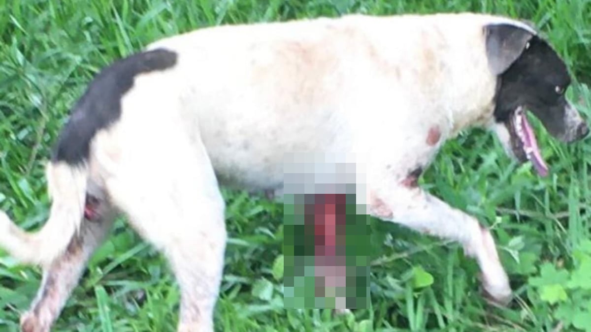 Homens arrastam cadela de moto pela GO-162 e acabam presos por maus-tratos em Turvânia