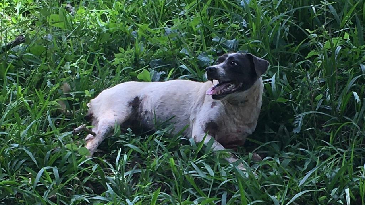 Homens arrastam cachorro de moto pela GO-162 e acabam presos por maus-tratos em Turvânia