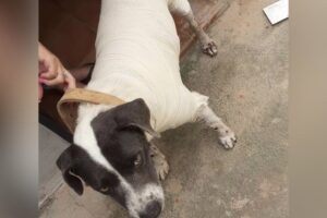 Cadela vendida para sacrifício em Turvânia também foi esfaqueada por ter tumor transmissível