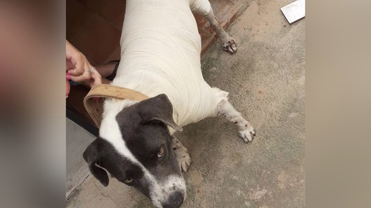 Cadela vendida para sacrifício em Turvânia também foi esfaqueada por ter tumor transmissível