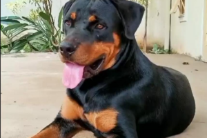 Cão que tentou reanimar cachorro atropelado agora espera rever o dono