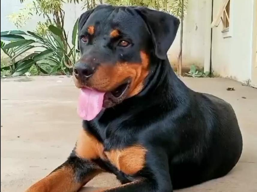 Cão que tentou reanimar cachorro atropelado agora espera rever o dono