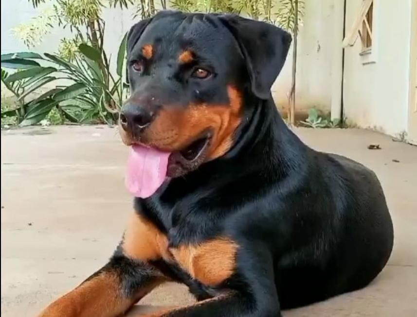 Cão que tentou reanimar cachorro atropelado agora espera rever o dono
